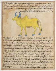 Zebu, Illustration aus 